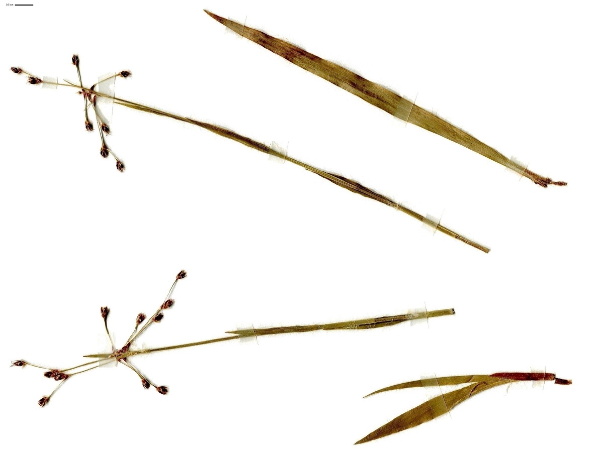 Luzula pilosa (Juncaceae)